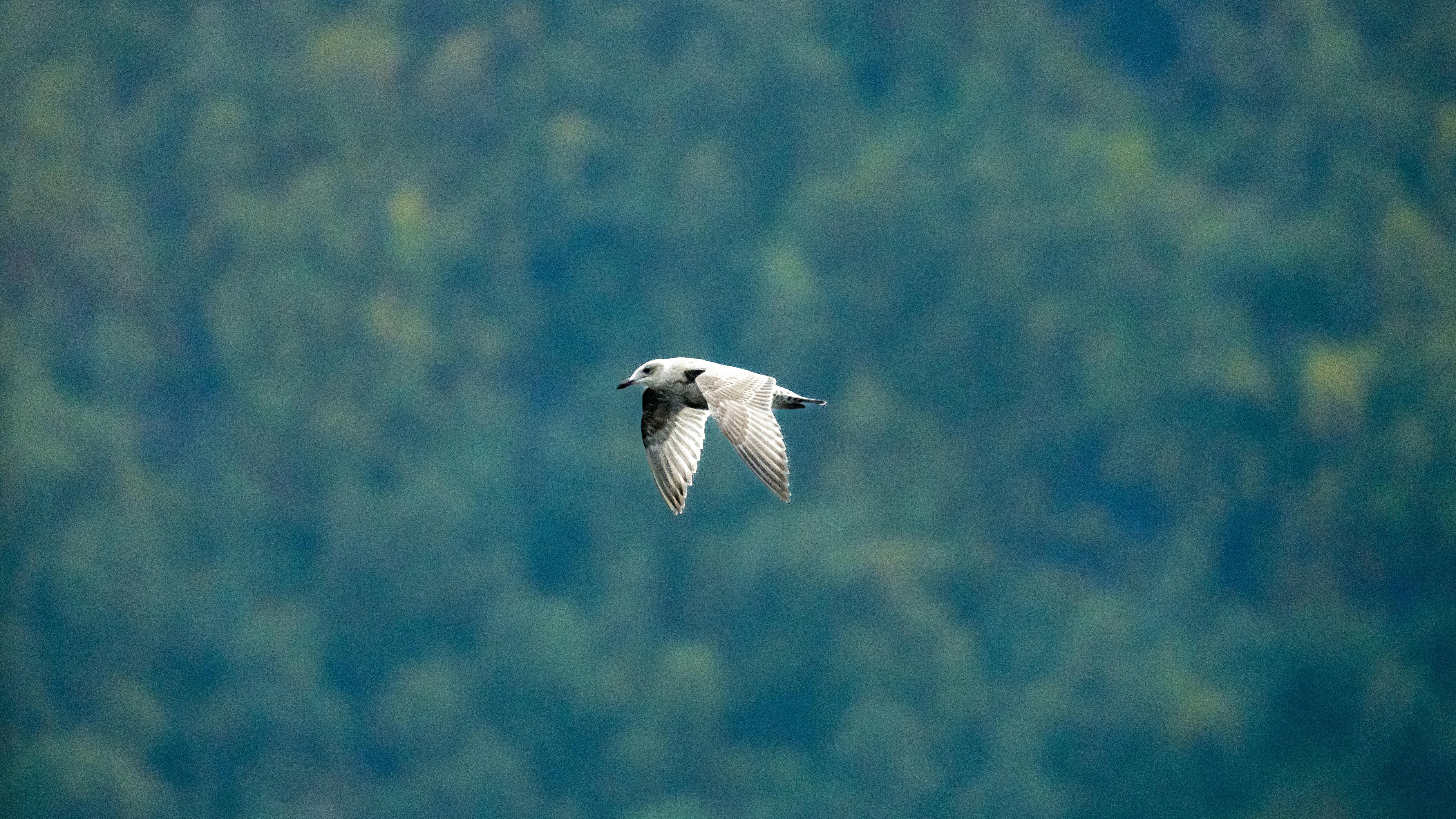A seagull captured in flight against the lush backdrop of Sylte, Norway.