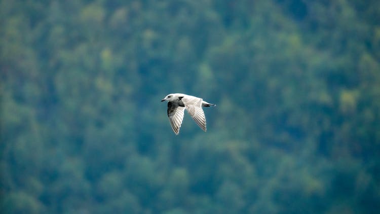 A Seagull Flying 