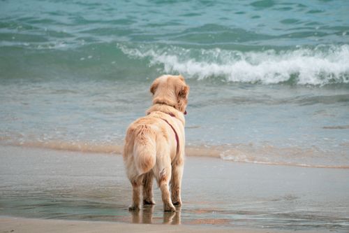 Free Golden Retriever standing by the ocean waves at Algarrobo Beach, Chile. Stock Photo
