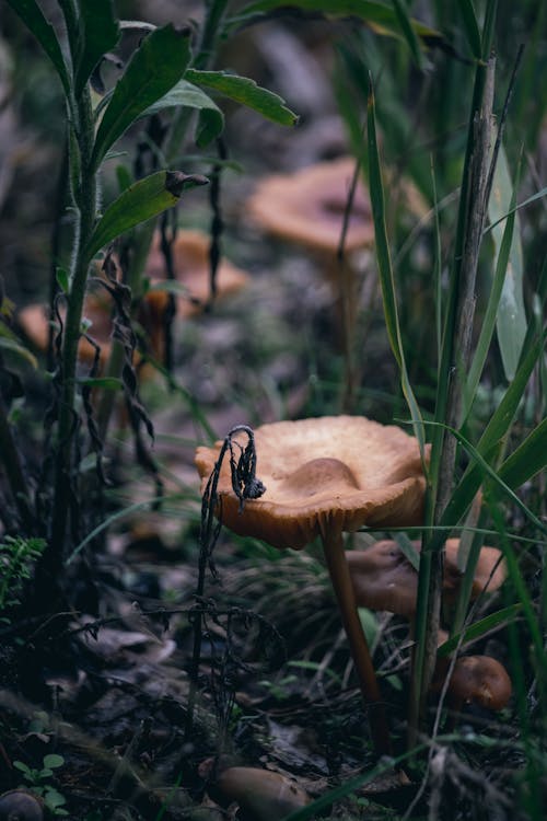 Photo of Brown Mushrooms