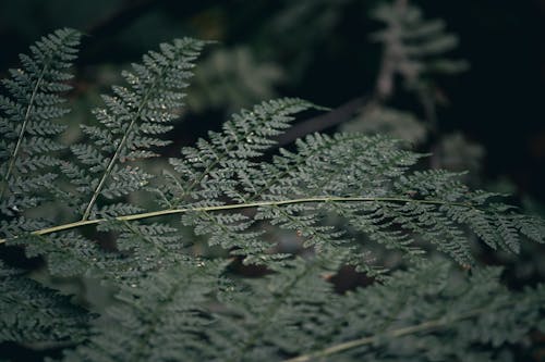 シダ, 常緑樹, 緑の無料の写真素材