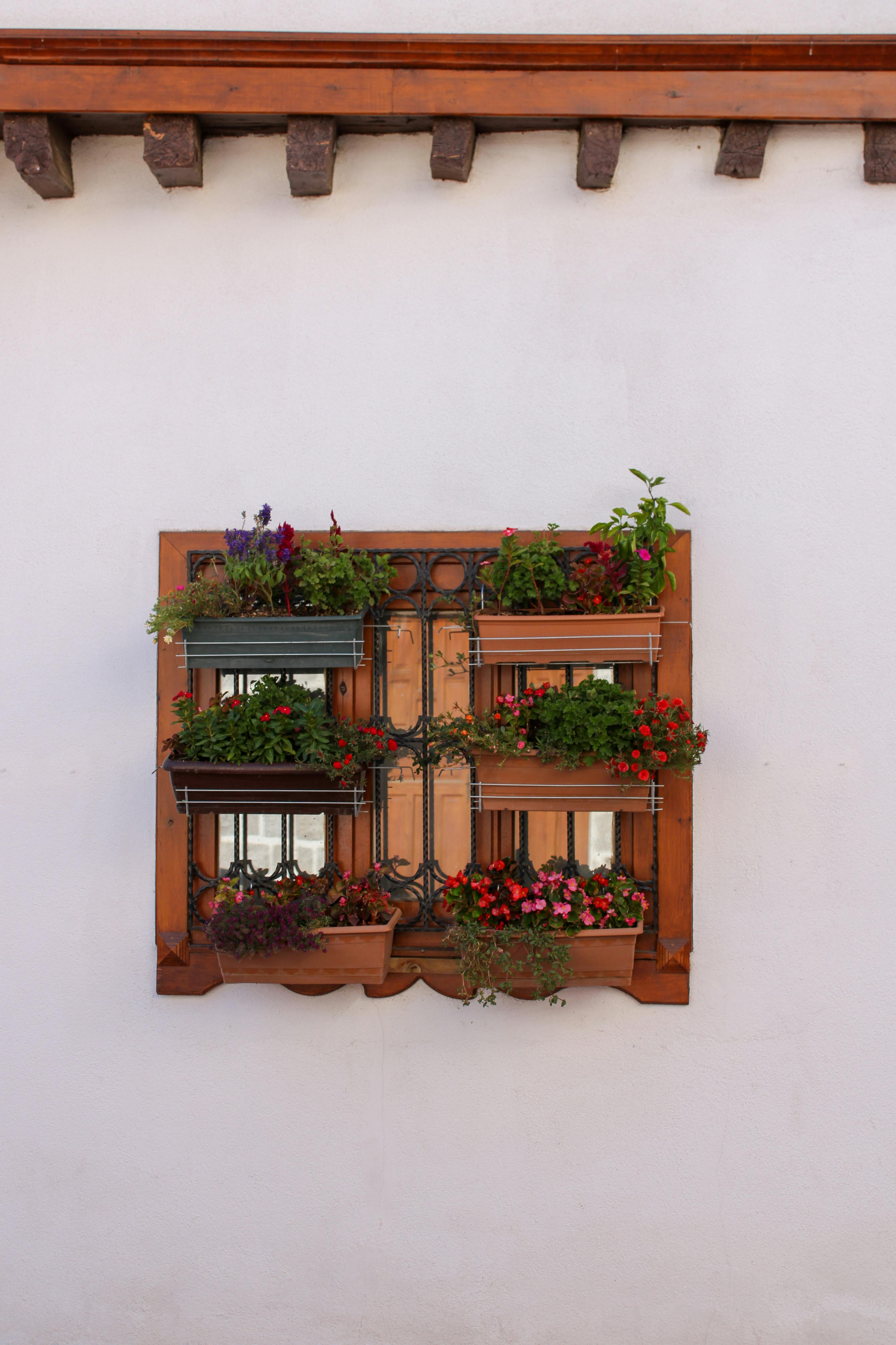 Plants Growing Through Concrete Photos, Download The BEST Free Plants