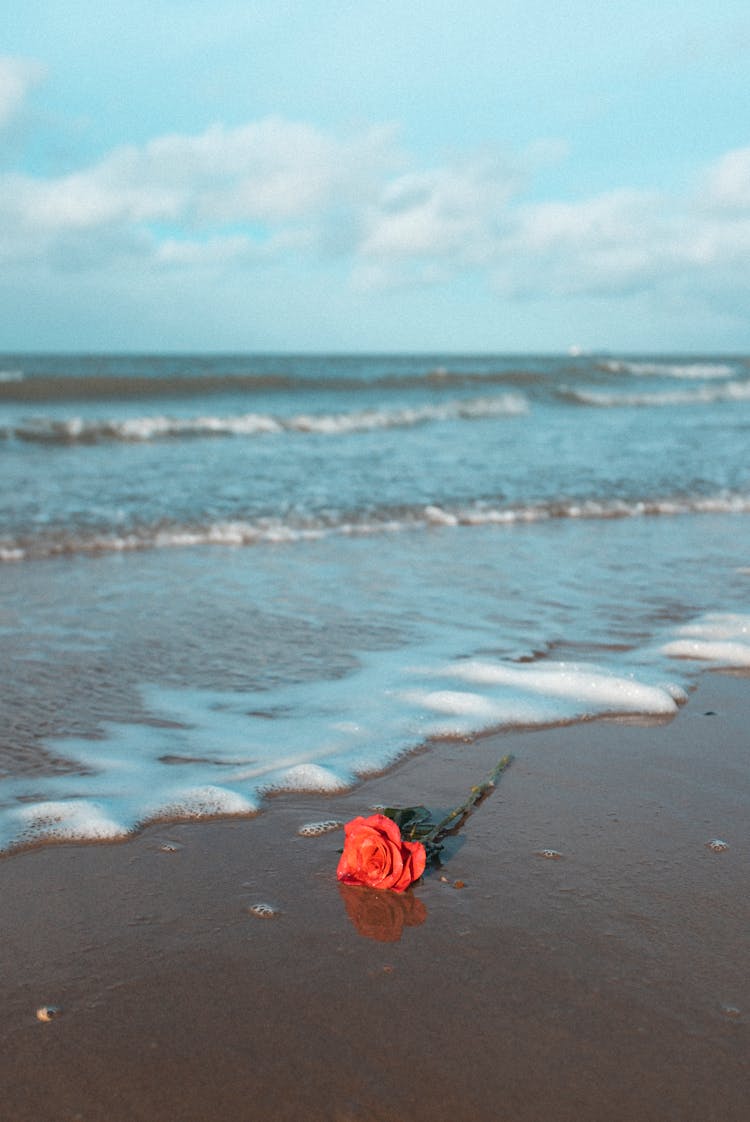 Rose On A Beach 