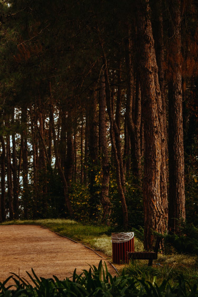 Tall Trees Beside The Pathway 