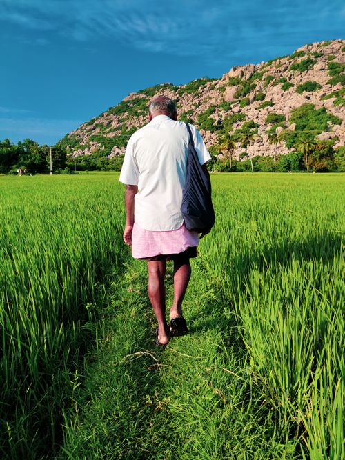 Free A farmer in a white shirt walks through a vibrant green rice field with hills in the background. Stock Photo