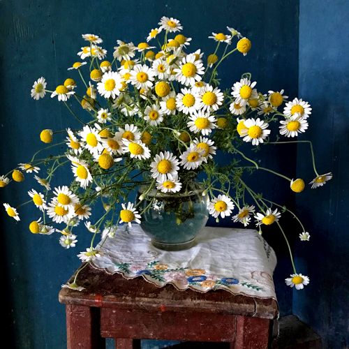 Free Beautiful chamomile bouquet arranged in a glass vase on a rustic wooden table. Stock Photo
