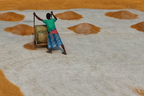 Moist Air’s Impact on Rice Storage in Coastal Farms