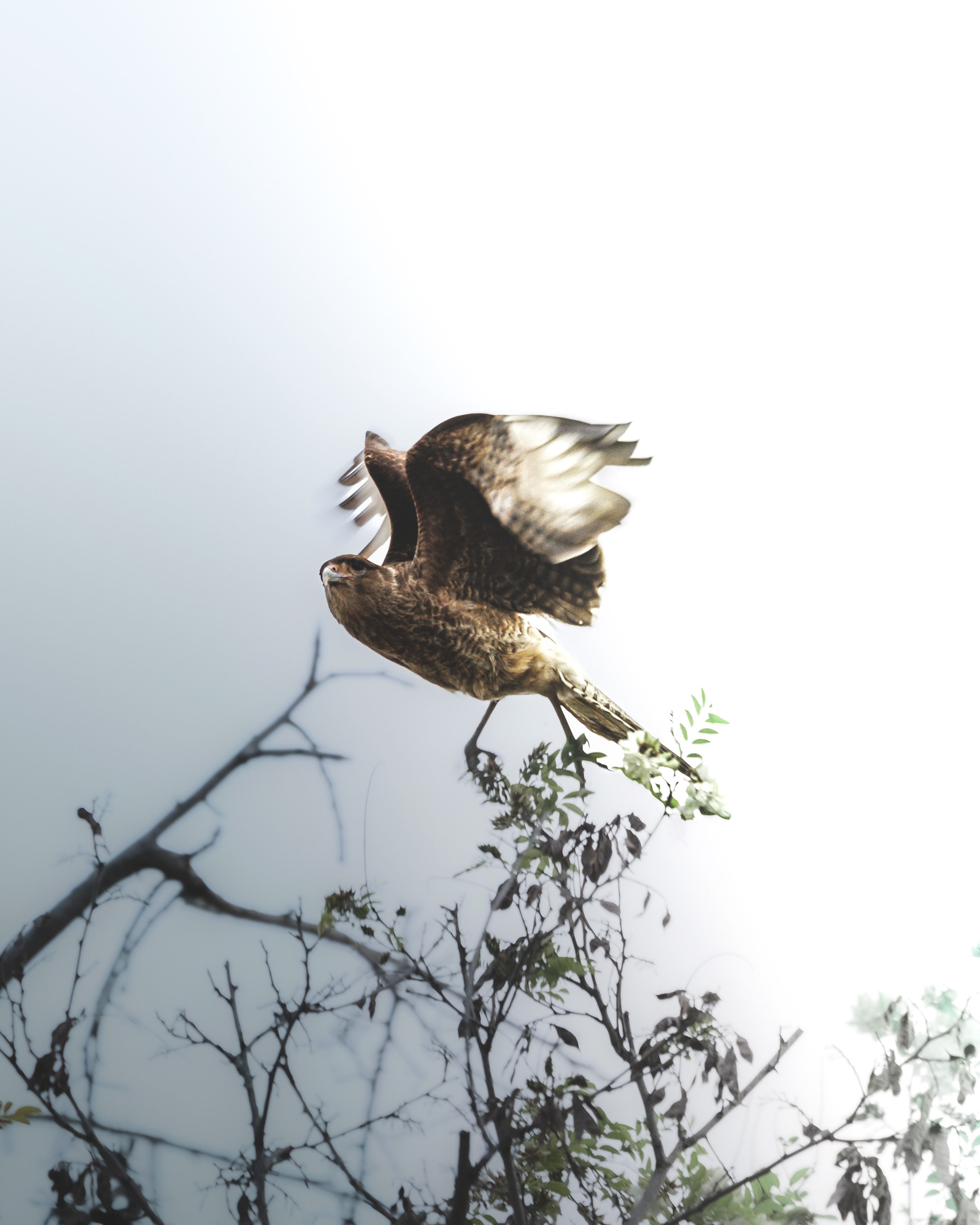 White Bird Flying near Plants · Free Stock Photo