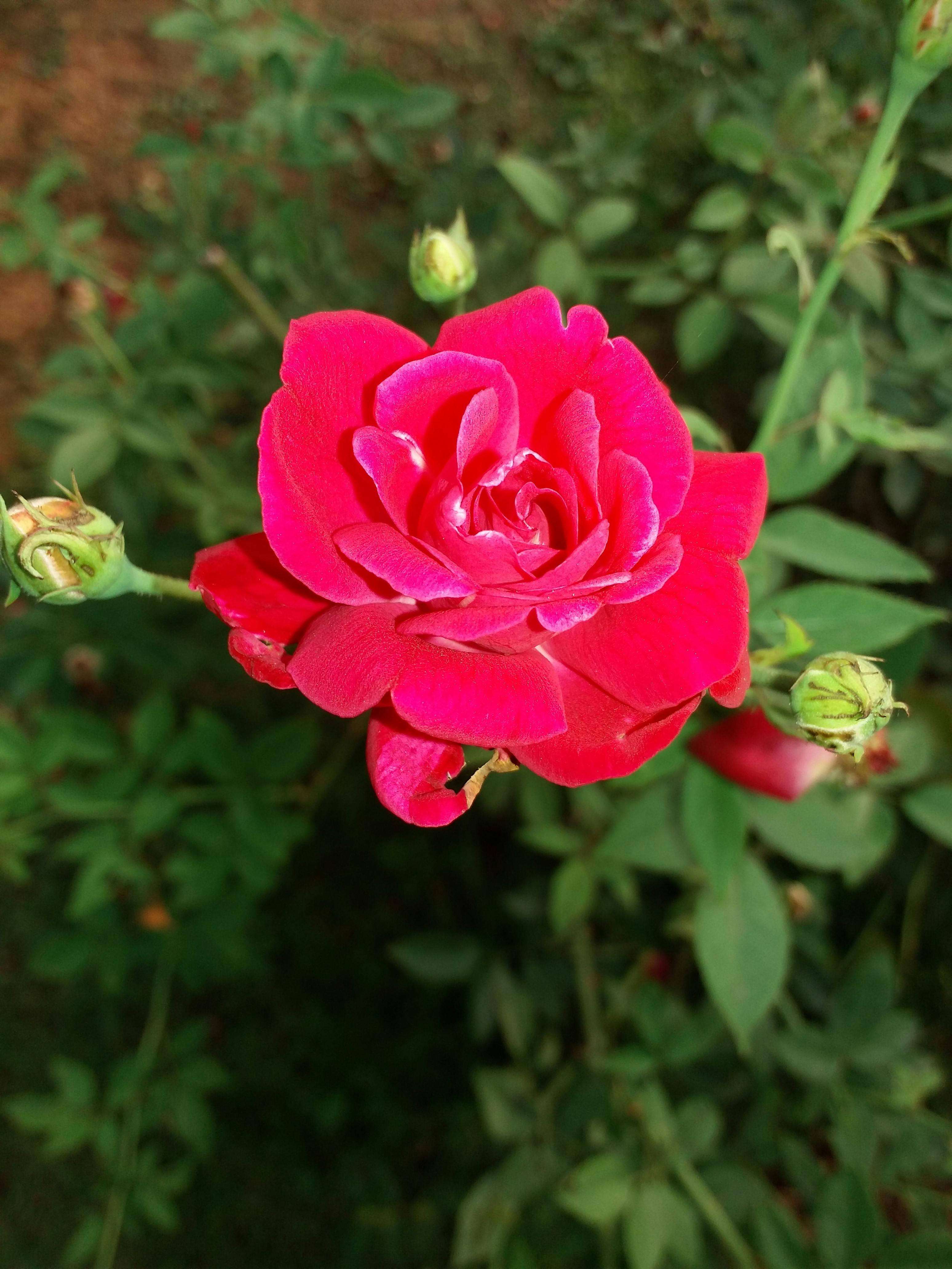 Gambar Bunga Mawar Merah Segar Gambar Bunga 9991