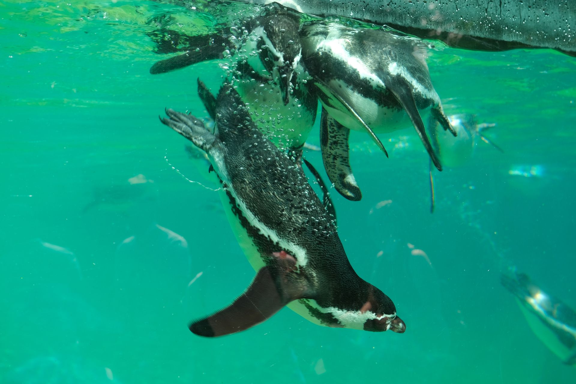 A vibrant image of penguins diving underwater showcasing wildlife dynamics.