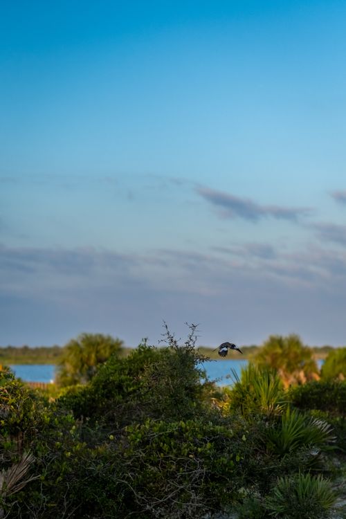 Free A bird soars over lush greenery with a serene lake and twilight sky in the background. Stock Photo