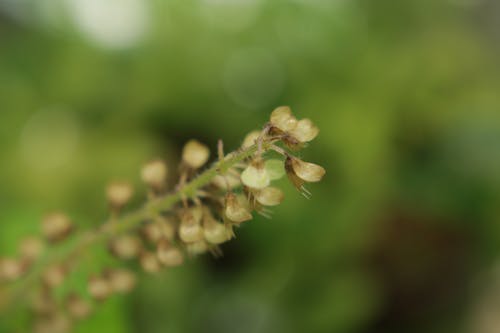 緑, 花の無料の写真素材