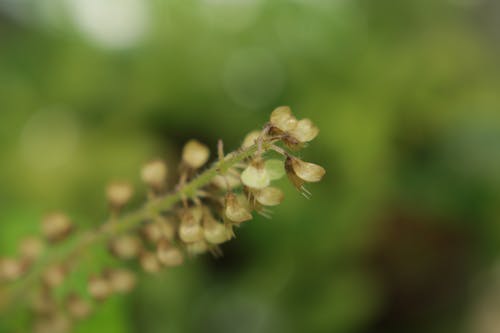 Gratis lagerfoto af blomst, grøn