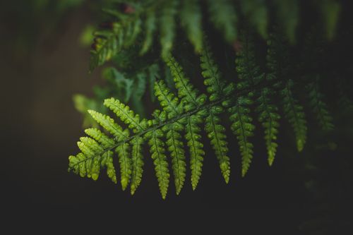 Free Detailed close-up of fresh green fern leaves adorned with raindrops, capturing nature's serenity. Stock Photo