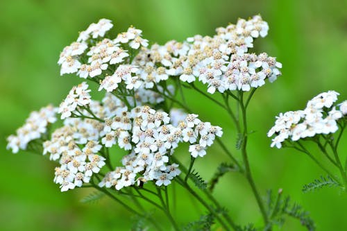 Yarrow Flowers and Leaves