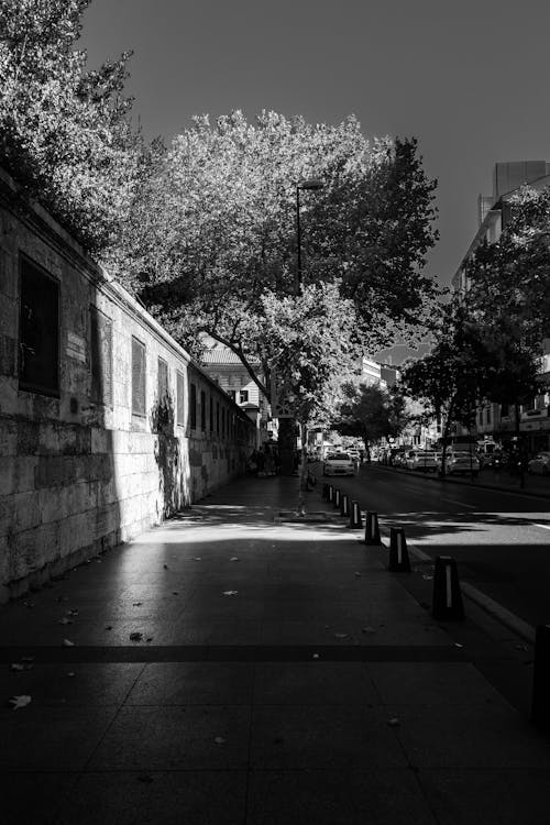 Grayscale Photo of Trees Beside Concrete Wall and Pavement