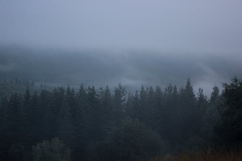 Foto d'estoc gratuïta de a l'aire lliure, arbres de coníferes, cel trist