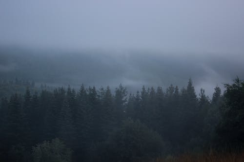 Gratis arkivbilde med dyster himmel, eviggrønn, landsbygd