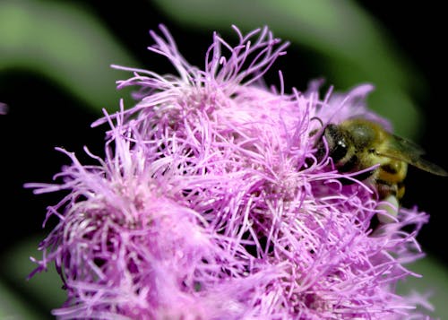 Fotos de stock gratuitas de abeja, abejas, alas