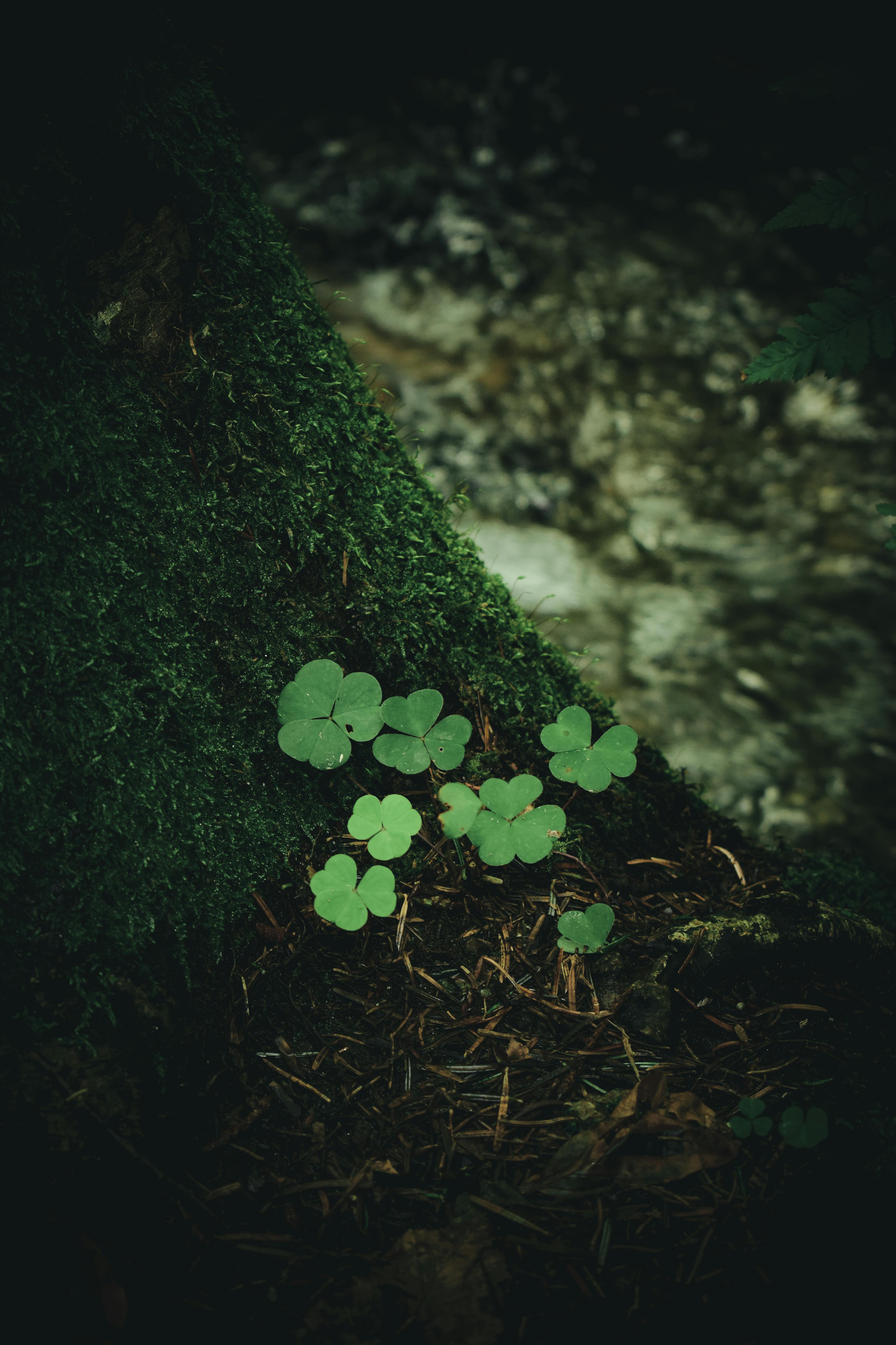 Premium Photo | An ai generated illustration of a wallpaper with sparkly  green shamrocks clover background, for saint patrick's day.