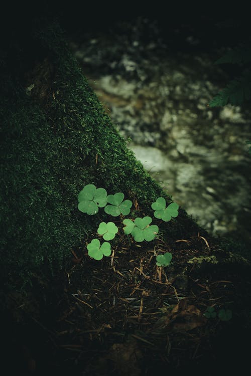 Four-Leaf Clover Plant on Mossy Ground