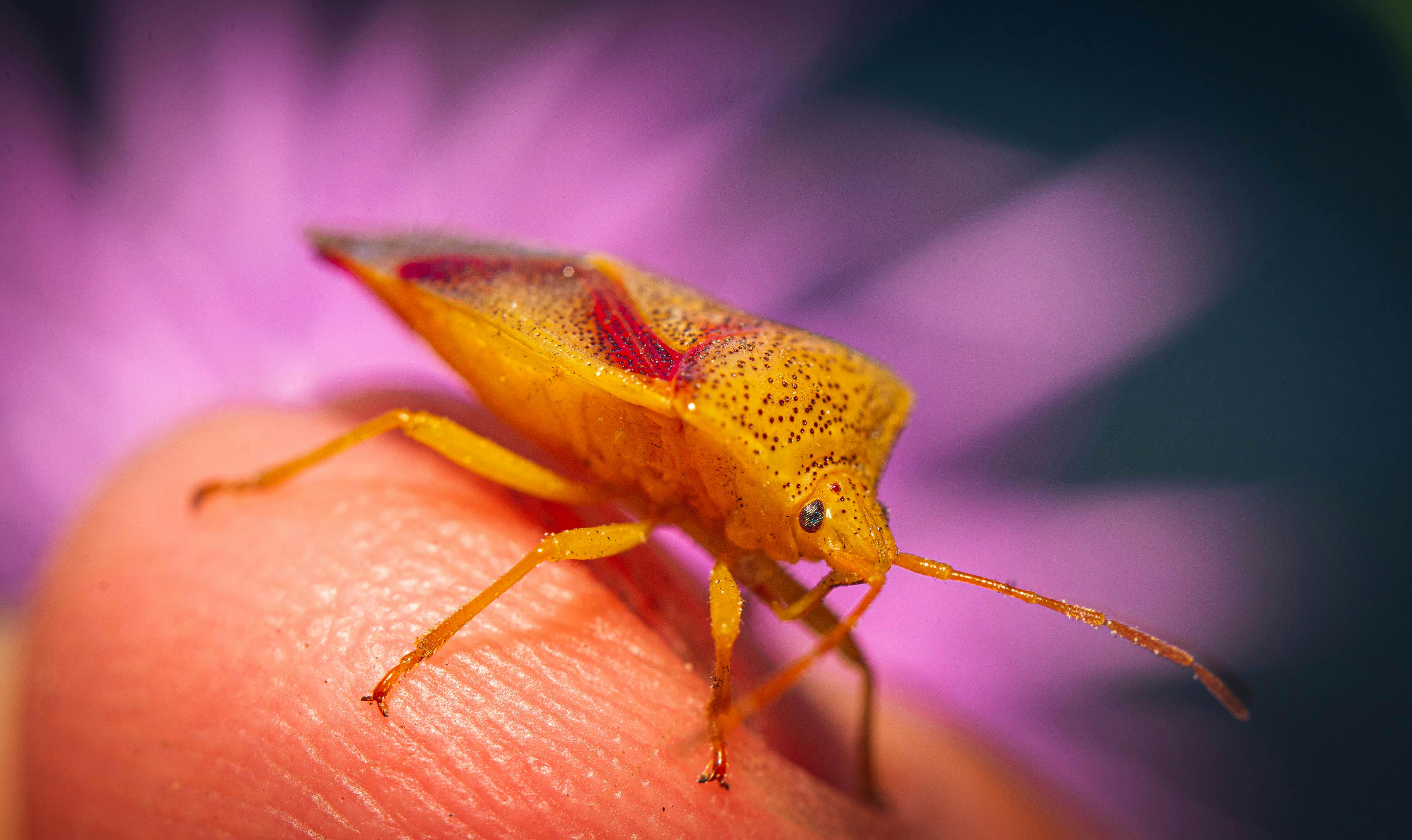 The Insect Called Bed Bugs