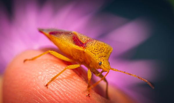 Bed Bug Control