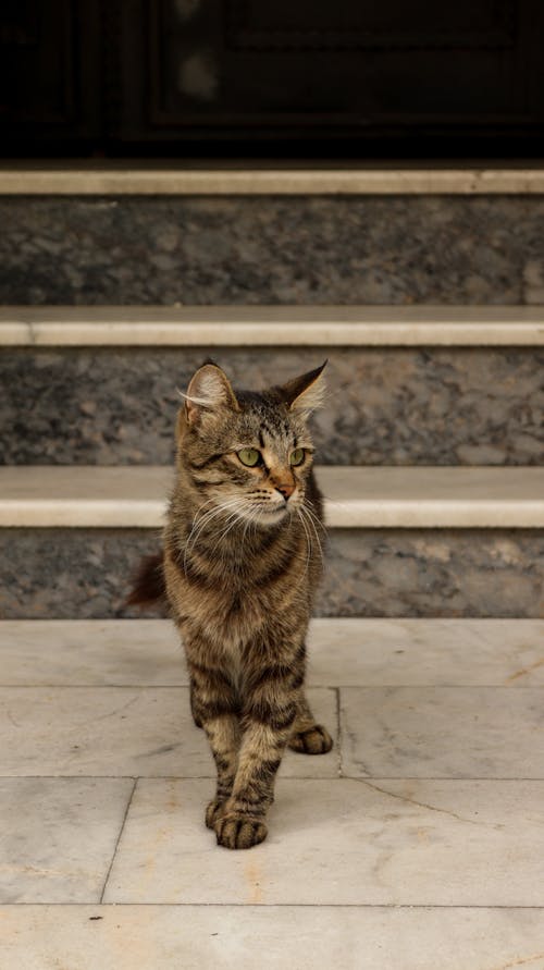 Brown Tabby Cat on White Concrete Floor