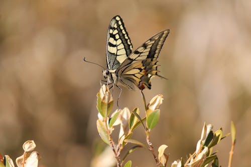 Old World Swallowtail Perched on Green Plant