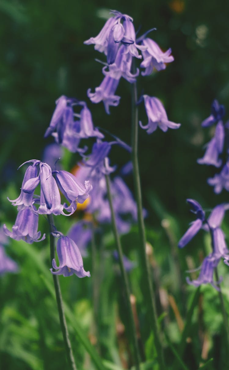 Close-Up Shot Of Bluebells