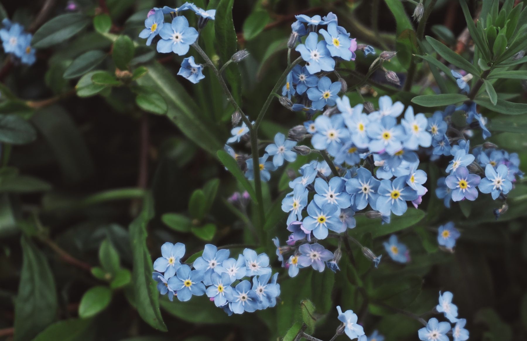 Blue forget-me-not flowers blooming among green leaves Blue forget-me-not flowers blooming among green leaves