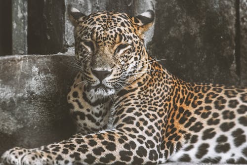 Leopard Liegt Auf Dem Boden