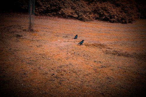 Free Birds Stock Photo