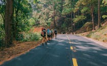在一个阳光明媚的日子里，一群徒步旅行者沿着风景优美的森林道路前行，四周环绕着郁郁葱葱的绿色植物