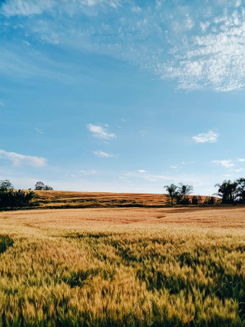 Free Peaceful rural landscape with golden fields and vibrant blue sky, ideal for nature and travel themes. Stock Photo
