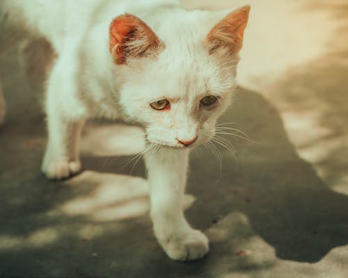 Foto d'estoc gratuïta de animal, caminant, fotografia d'animals