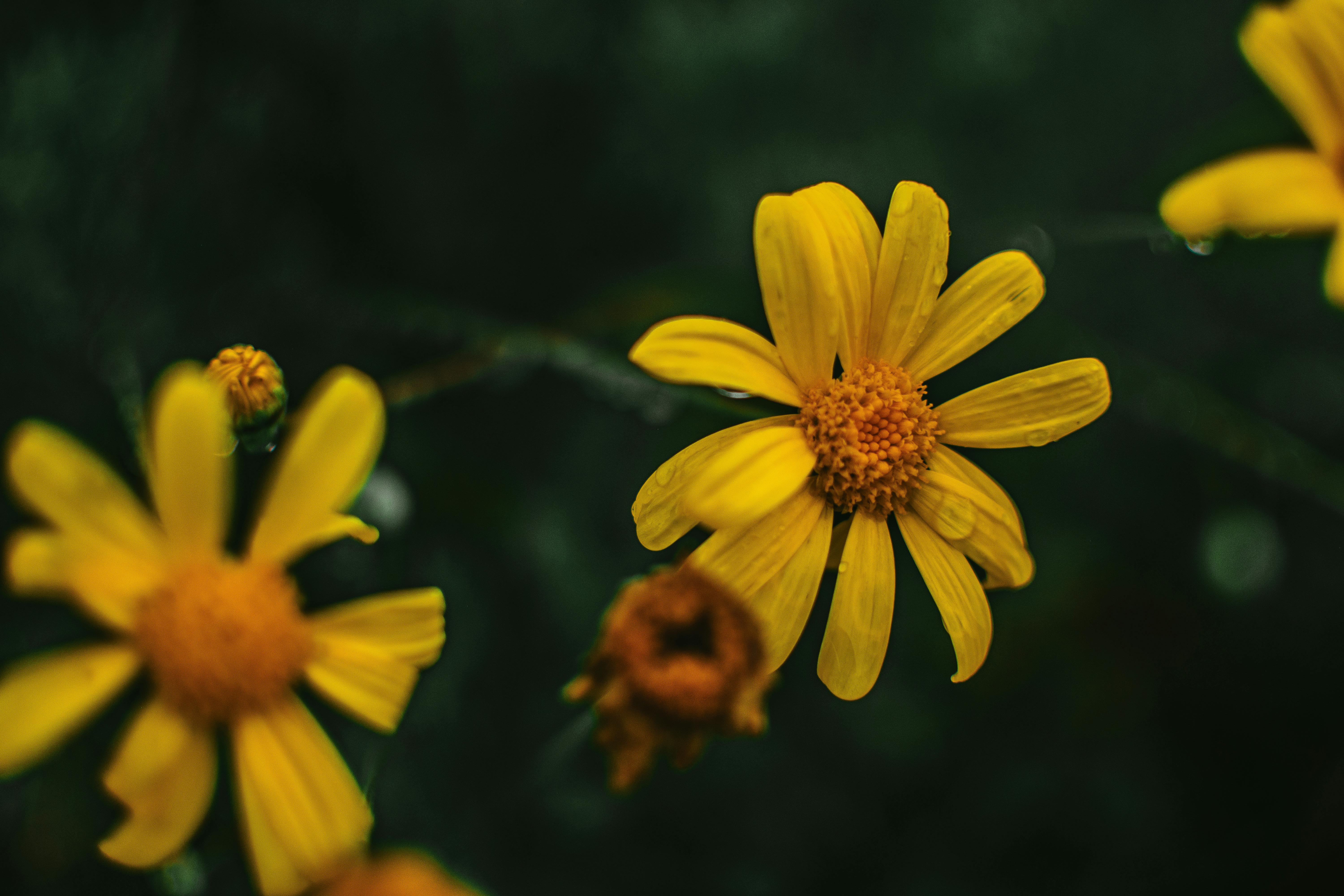 Vibrant yellow daisies in full bloom against a dark background in Kagoshima, Japan.