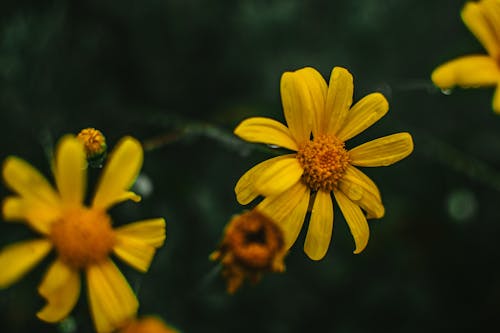 Free Close-Up Photograph of Yellow Marguerite Flowers Stock Photo