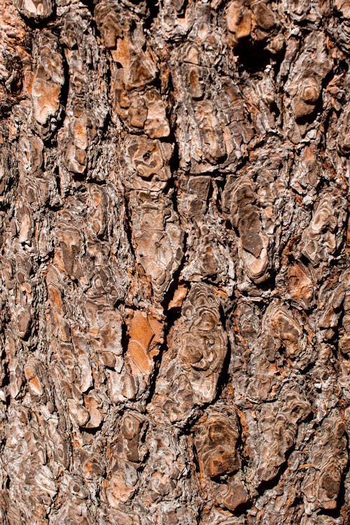 Tree Trunk in Close-up Photography