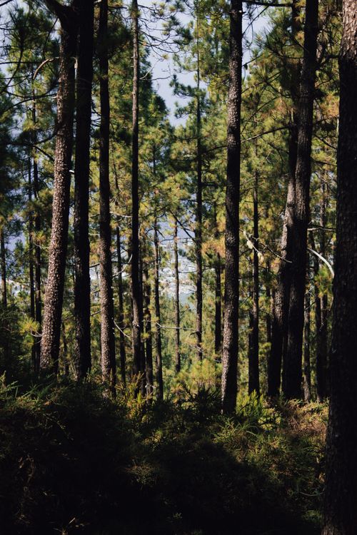 Free Serene pine forest scene capturing the natural beauty of Santiago del Teide, Spain. Stock Photo