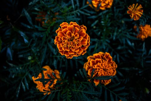 Fotobanka s bezplatnými fotkami na tému nádherné kvety, oranžový kvet, príroda