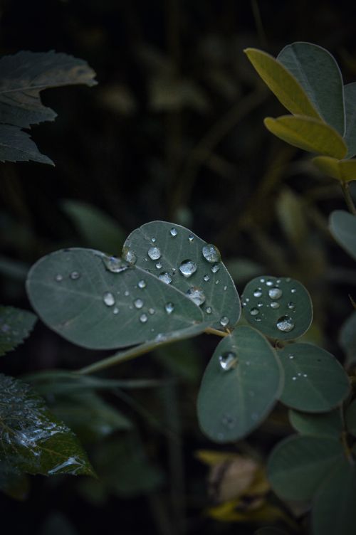 Free Macro shot of fresh green leaves with dew drops in Hetauda, Nepal, capturing the essence of nature. Stock Photo