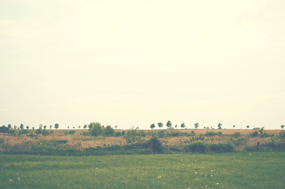 Serene meadow with trees on the horizon under a soft cloudy sky, ideal for nature themes.