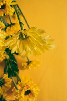 Close-up of yellow chrysanthemums against a matching backdrop, showcasing floral beauty.