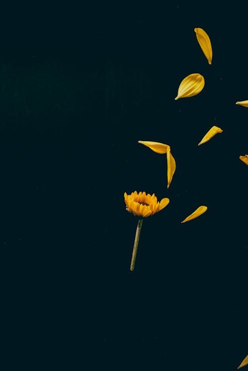 Foto d'estoc gratuïta de color brillant, flors grogues, fons negre