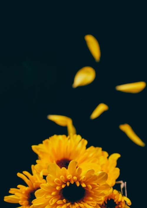 Immagine gratuita di avvicinamento, fiori, flora