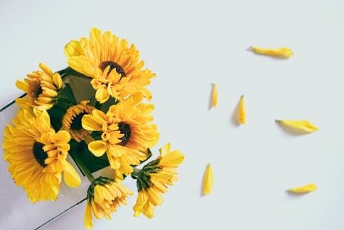 Безкоштовне стокове фото на тему «білої поверхні, впритул, жовті квіти»