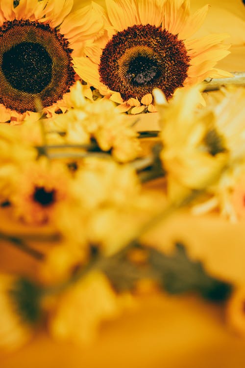 Close Up Photo of Sunflowers