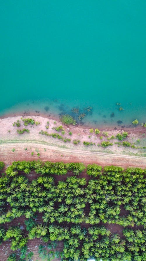 Aerial Footage of a Turquoise Water and Green Trees on a Coast