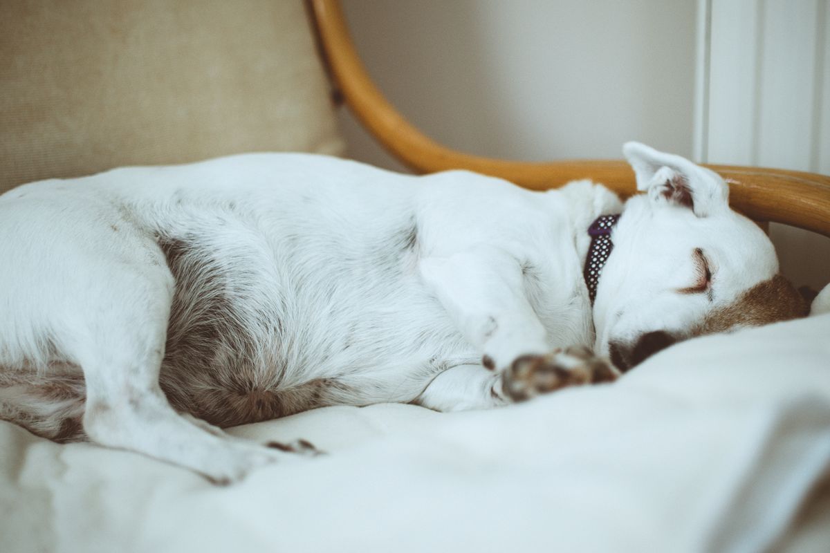 A Jack Russell Terrier sleeping indoors shows the quiet hours when urine leakage may go unnoticed.